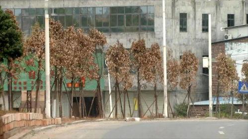 河源今日一线爆料,揭秘背后惊人真相